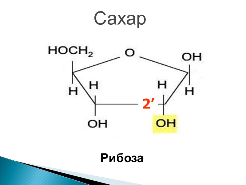 Сахар Рибоза 2’